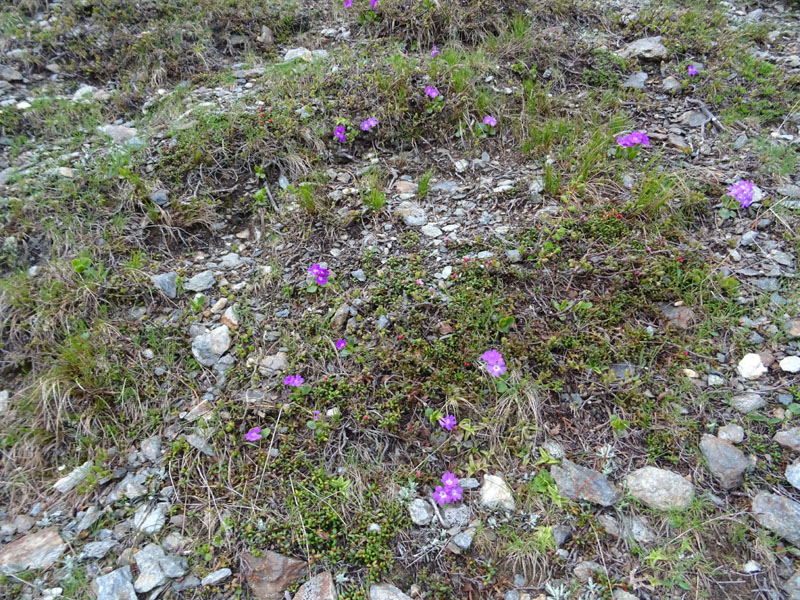 Primula daonensis / Primula della Val Daone